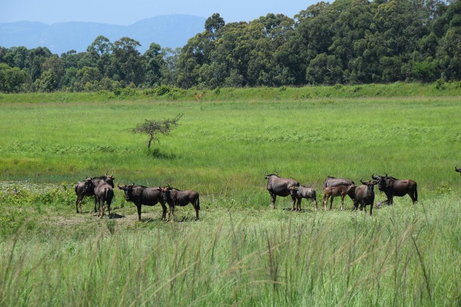 Mlilwane Wildlife Sanctuary – Game Drive